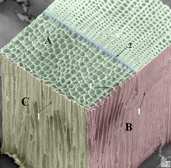 Scanning electronen microscopie opname van een blokje hout; dwars, radiaal en tangentiaal