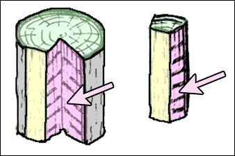 woodanatomy-diagram-radial