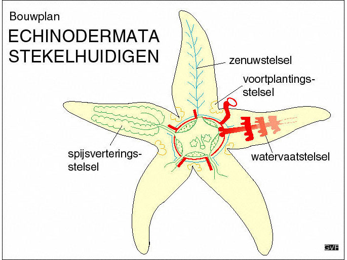 echinodermata diagram