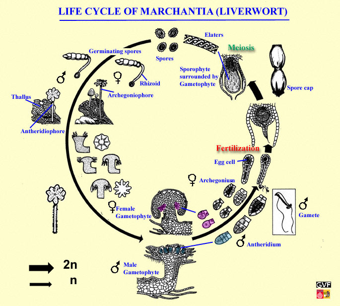 marchantia antheridia and archegonia